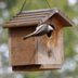 How to Choose the Perfect Chickadee Birdhouse