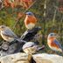 Western Bluebird vs Eastern Bluebird: ID Challenge