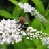 20 White Flowers to Make Your Garden Glow