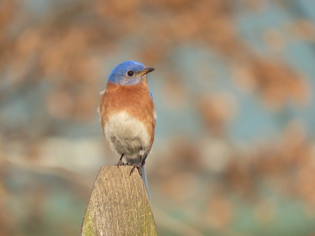 What Does It Mean When You See a Bluebird?