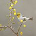 Look for a Verdin Bird in the Southwest