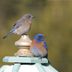 How to Identify a Western Bluebird