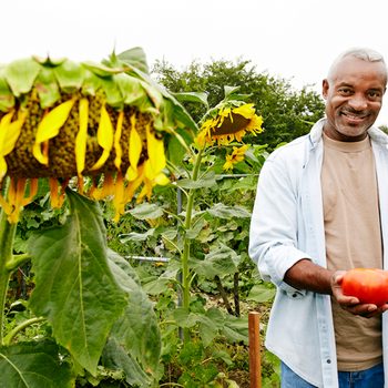 sunflower companion plants