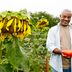 Tomatoes Make Great Sunflower Companion Plants