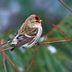 Identify and Attract a Redpoll