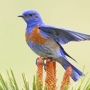 Western Bluebird27b 051320hr