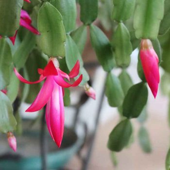 Christmas Cactus care