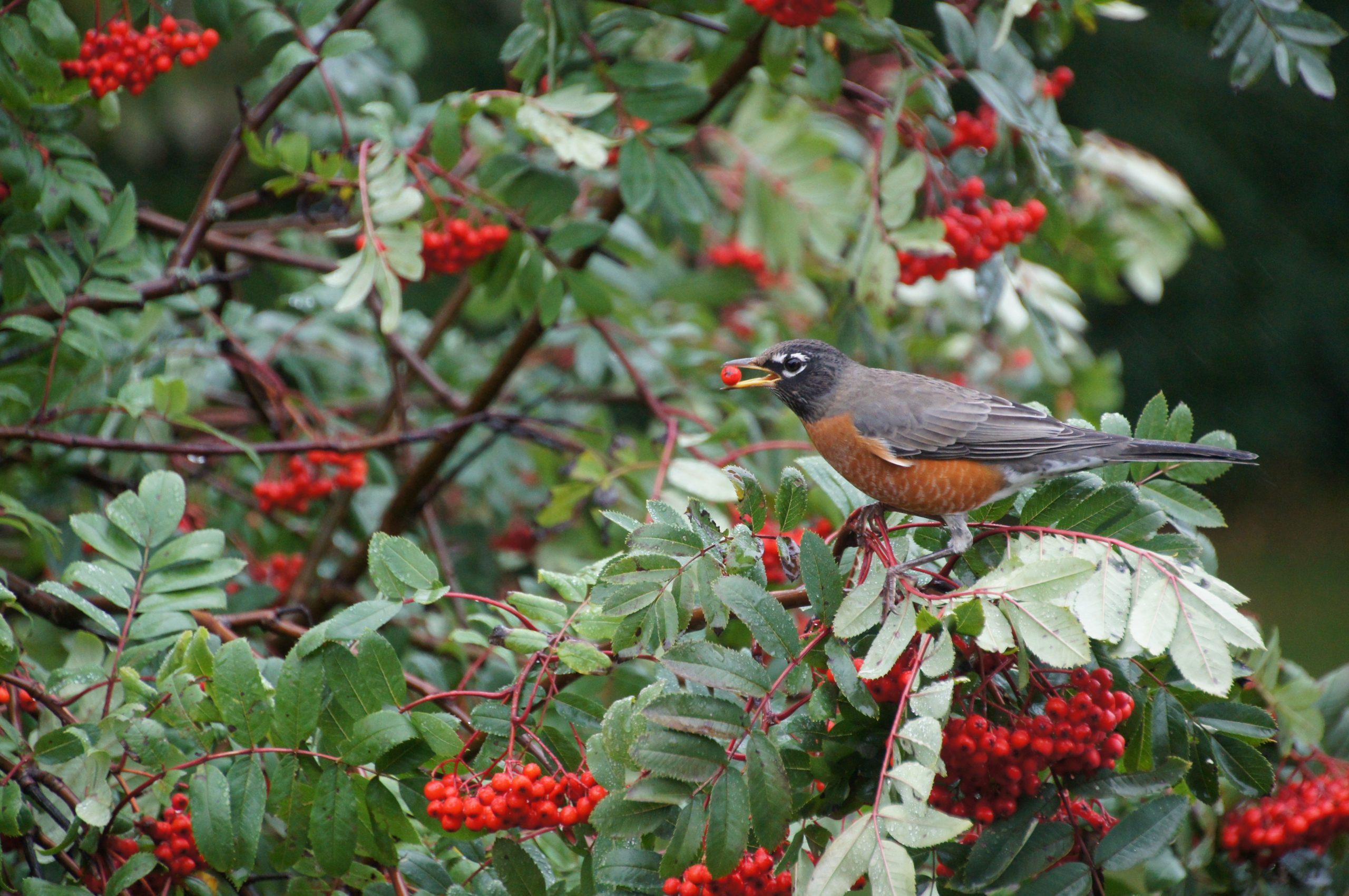 Attract Birds and More With a Mountain Ash Tree