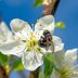 How to Attract and Host Mason Bees in a Bee House