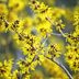 Top 10 Early Spring Flowering Bushes