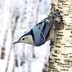 Get to Know the Gravity-Defying Nuthatch Bird Family