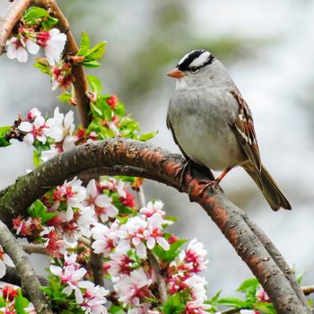 white crowned sparrow