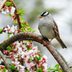 Meet the White-Crowned Sparrow