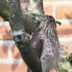 ID Challenge: Cooper's Hawk vs Sharp-Shinned Hawk