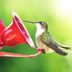 When Should You Put Out Hummingbird Feeders in Spring?