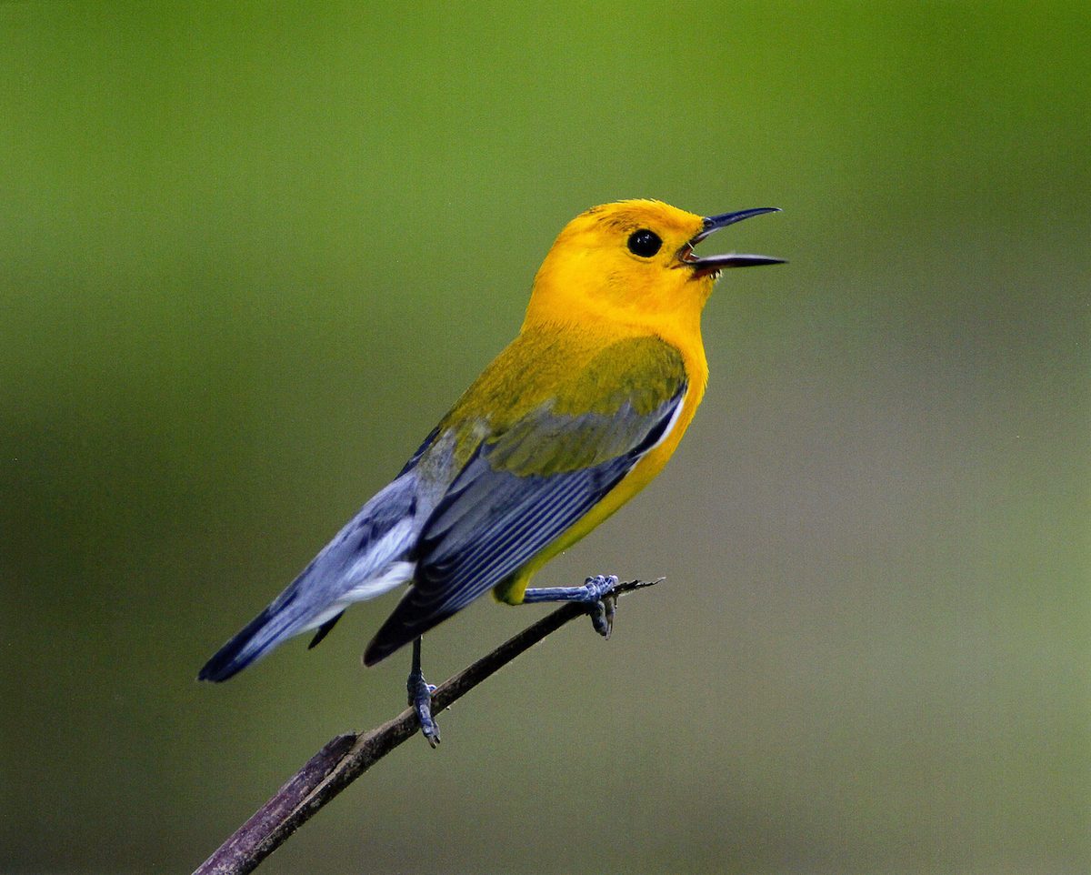 Identify and Attract a Prothonotary Warbler