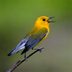 Identify and Attract a Prothonotary Warbler