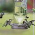 How Do Hummingbirds Find Feeders?