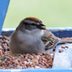 What Do Sparrows Eat and How to Attract Them