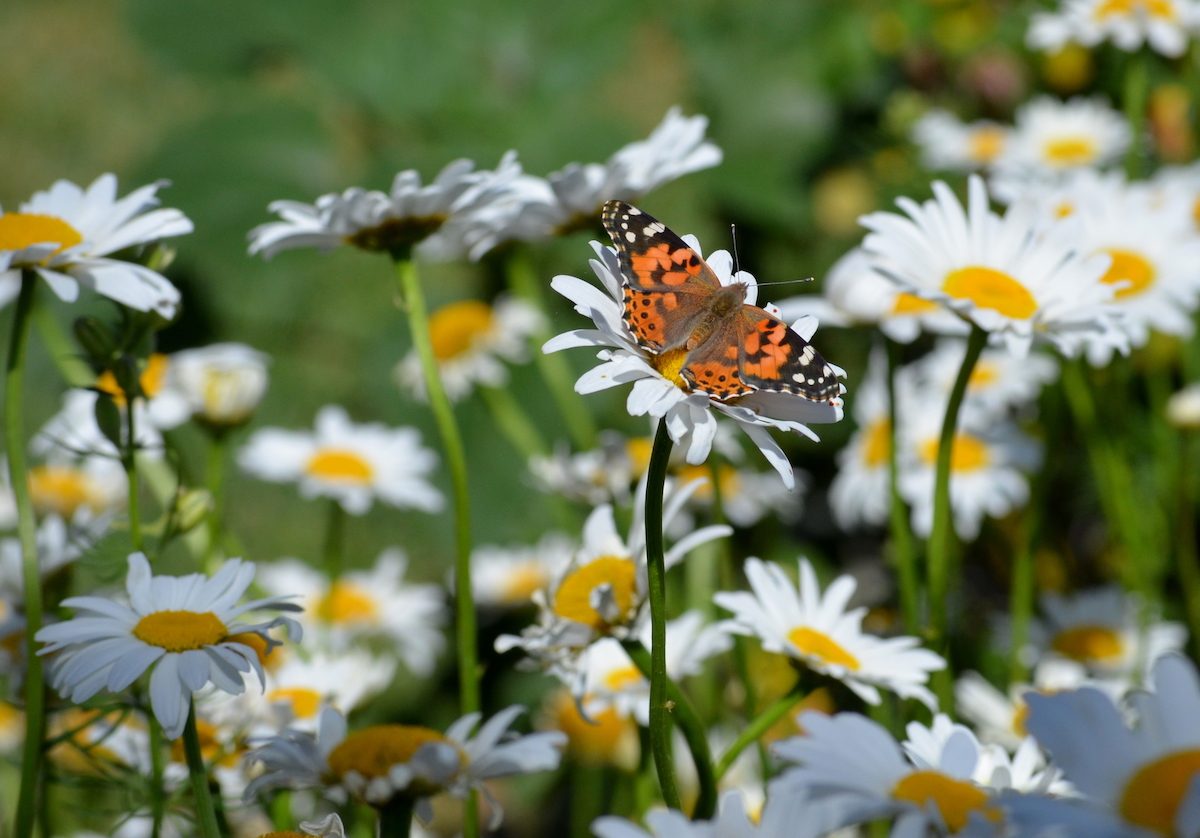 April Birth Flower Daisy Gift Guide