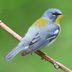 How to Identify a Northern Parula