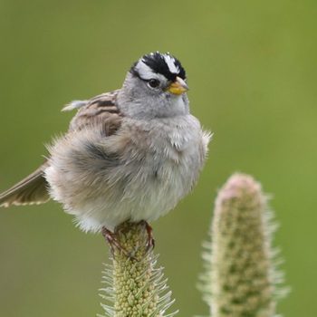 white-crowned sparrow, friendly birds