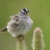 Meet the Friendliest Birds in America