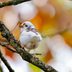 Leucistic Bird vs Albino Bird: Learn the Difference