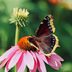 Look for a Mourning Cloak Butterfly in Early Spring