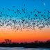 Amazing Bird Migration Secrets Revealed