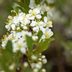 Sand Cherry Shrub Care and Growing Tips