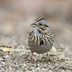 How to Identify a Lincoln's Sparrow