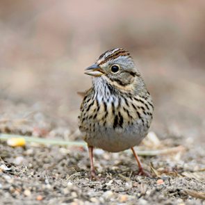 A striped Lincolns sparrow hops along the ground.