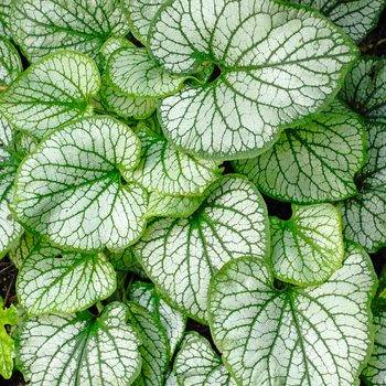 shade plants, Wg brunneramacrophyllajackfrost