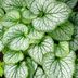 Plant Brunnera Jack Frost in a Shady Spot