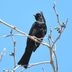 How to Identify a Phainopepla Bird