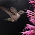 Hummingbirds Will Flock to a Hummingbird Mint Plant