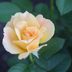 Top 10 Prettiest Hybrid Tea Rose Varieties to Grow