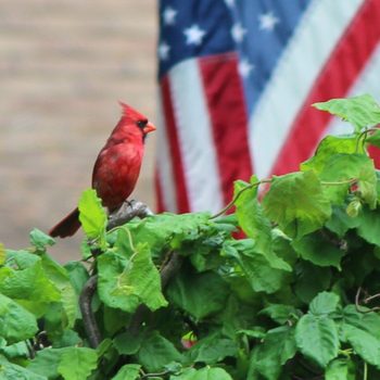 state bird quiz