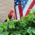 Can You Guess the Official State Bird of All 50 States?