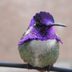 What Makes Hummingbird Feathers So Shimmery?