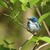 How to Identify a Cerulean Warbler