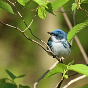 cerulean warbler