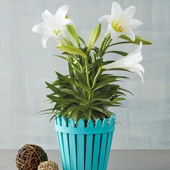 Easter Lily Ecomm Via Harryanddavid Com