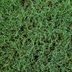 How to Get Rid of Bermuda Grass in Your Garden