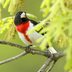 Identify and Attract a Rose-Breasted Grosbeak