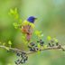 6 Beautiful Bunting Bird Species You Should Know