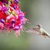 Grow a Flowering Fuchsia Plant for Hummingbirds