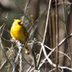 Rare Yellow Cardinal Bird Sighting Reported in Florida