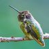 Hummingbird Size: How Much Does a Hummingbird Weigh?